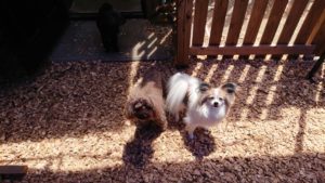 こういう時こそドッグラン！