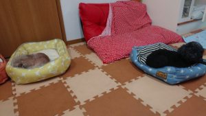 ゆったりしてるみんな