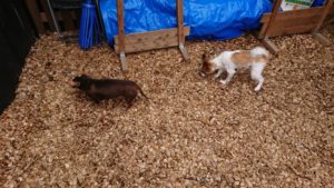 少しでもドッグラン