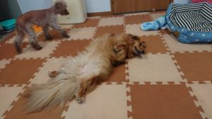 落ち着いているけども