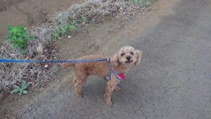 賑やかになってまいりました！