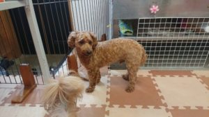 初めてのお泊まり