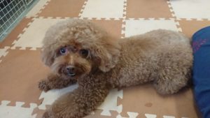 どんどん賑やかに！