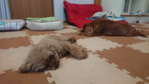 みんなお昼寝中