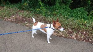 ワタワタ(￣▽￣;)