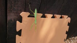 走ったり休んだり