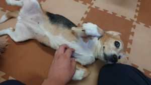 遊んで延びて甘えて