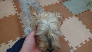 モンスター退治