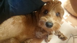 お昼はぞろぞろと