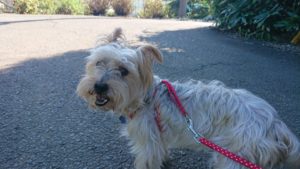 吠えたらダメよ！