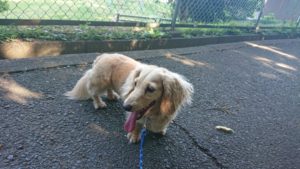 暑さが戻ってきた