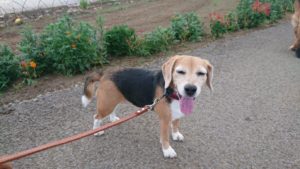 夜になりました