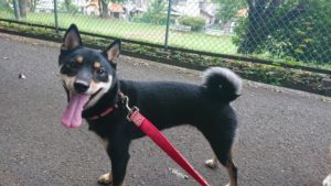 いらっしゃい！