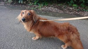 みんな元気な今日の朝