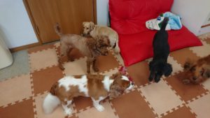 遊んだりまったりしたり