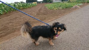 まだ子供 2018/9/1