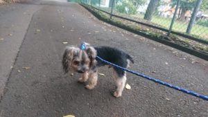 台風が近づく 2018/9/4