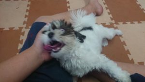 遊ぶ子、ゆっくりする子