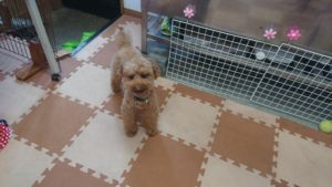 ほしい？ 2018/9/16