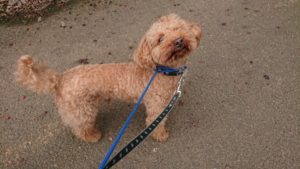 食べたぁ 2018/9/17