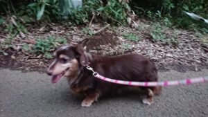 晩御飯はオムライスです