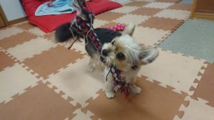 たっぷり遊んでお休み