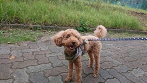 増えました！！ 2018/9/13