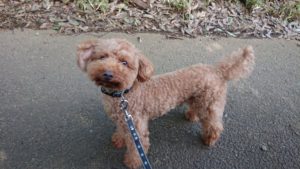 気温が下がりましたね