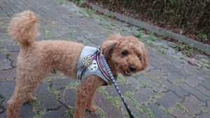 ゆったり 2018/9/11