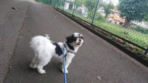 引かない二頭 2018/9/2