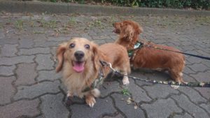 夜のお時間 2018/9/2