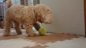 雨は止みました！ 2018/9/15