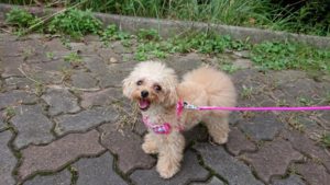 帰っちゃうのか