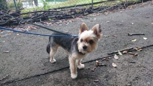 お散歩でけた！