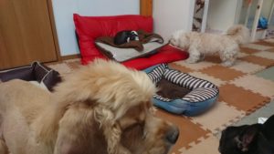 ほめられました！ 2018/10/3