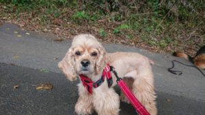 朝のお時間 2018/10/4