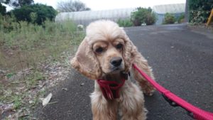 ゆったりしたり遊んだり 2018/10/4