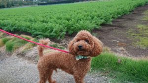 寂しくないように 2018/10/8