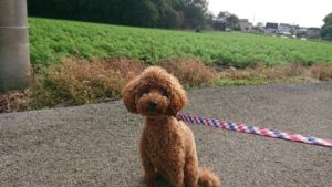 朝のお散歩の間違い 2018/10/9