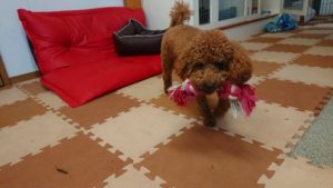 ひもちゃ 2018/10/9