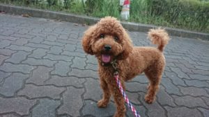 寄り添うフラン 2018/10/9