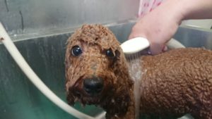 ポン！ 2018/10/10