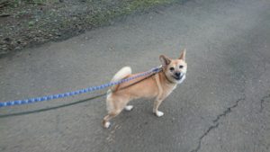 少しずつね 2018/10/15