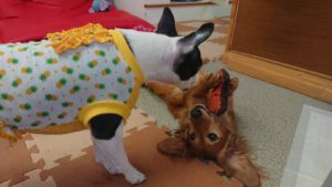 らっこ？ 2018/10/16