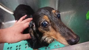 シャンプー 2018/10/17