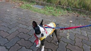 慣れるまで 2018/10/18