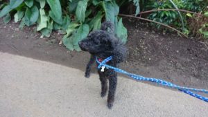 一気に賑やかに 2018/10/21