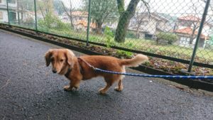 テンション高く 2018/10/24