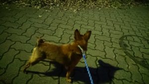 手乗りあご 2018/10/25