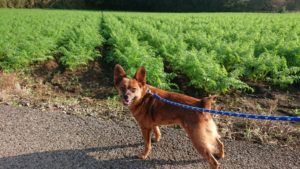 スリッパ型 2018/10/26